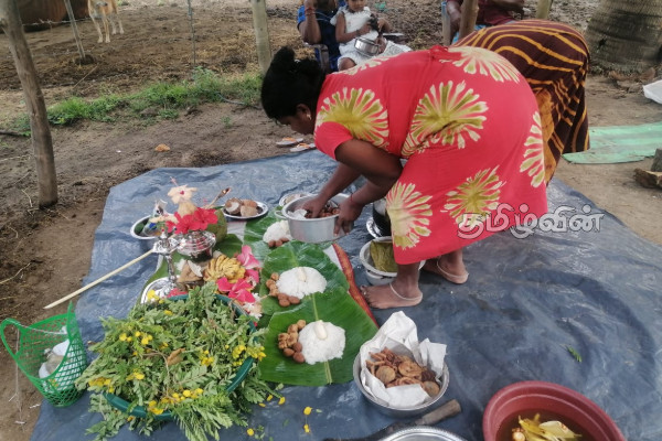 நாட்டின் பல பகுதிகளில் சிறப்பாக இடம்பெற்ற பட்டிப்பொங்கல் | A Well Attended Pattipongal