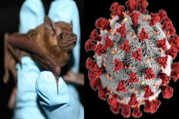 சீனாவில் கண்டுபிடிக்கப்பட்ட புதிய வௌவால் கொரோனா வைரஸ்