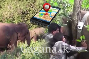 මෙරට වන අලින්ට GPS සවි කෙරේ.