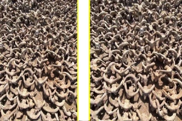 2,000 ஆண்டுகளுக்கு முன் பதப்படுத்தப்பட்ட ஆட்டு கிடாய்களின் தலைகள் கண்டுபிடிப்பு!