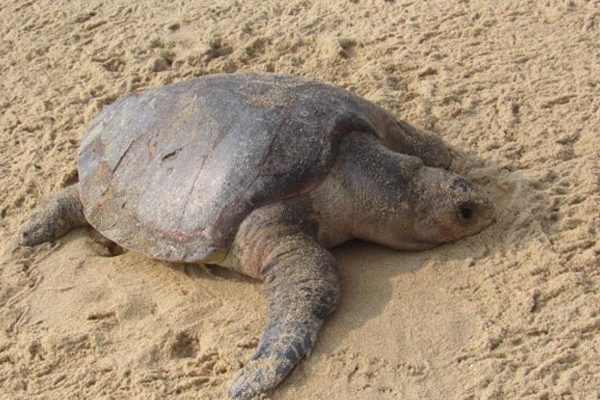 உயிரிழந்த நிலையில் இராட்சத ஆமை | Giant Tortoise In Dead State