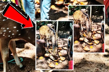 திருக்கோணேஸ்வரத்தில் மான்களுக்கு நேர்ந்துள்ள ஆபத்து!