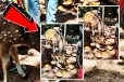 திருக்கோணேஸ்வரத்தில் மான்களுக்கு நேர்ந்துள்ள ஆபத்து!