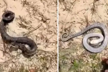 மனிதர்களின் சத்தம் கேட்டதும் இறந்துபோன பாம்பு! இறுதியில் நடந்த ஷாக்
