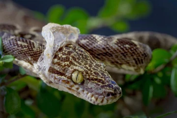 பாம்புகள் அவற்றின் தோலை உதிர்ப்பதற்கு முக்கிய காரணம் என்ன தெரியுமா?