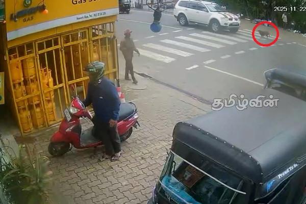 பாதசாரிகள் கடவையை கடக்க முற்பட்ட நாயை மோதிய ஜீப் ரக வாகனம் | Jeep Hits Dog Cross Pedestrian Crossing In Nuwara