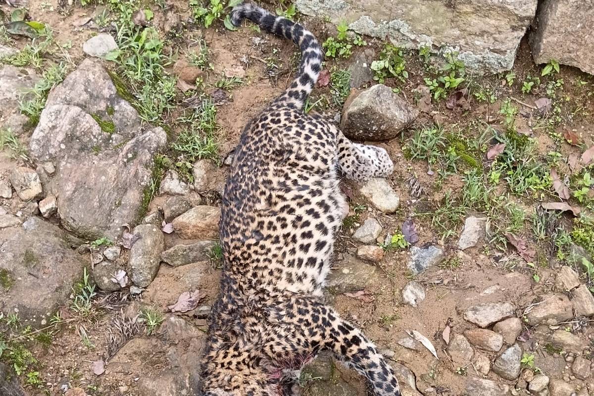மஸ்கெலிய ஓல்டன் தோட்டத்தில் சிறுத்தையின் சடலம் கண்டெடுப்பு | Leopard Carcass Recovered At Maskeliya மஸ்கெலிய ஓல்டன் தோட்டத்தில் சிறுத்தையின் சடலம் கண்டெடுப்பு | Leopard Carcass Recovered At Maskeliya