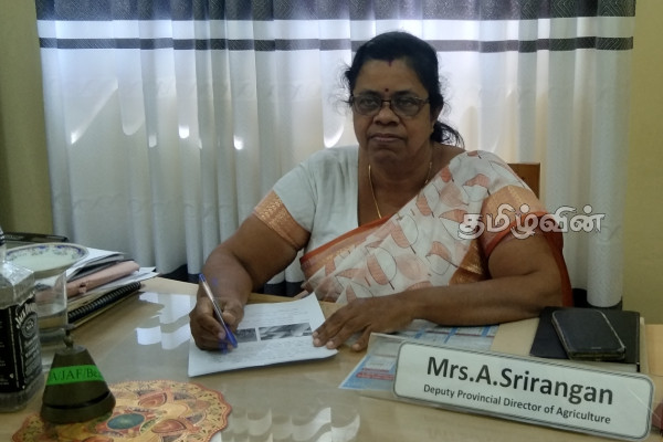 நெற்பயிர்களில் அதிகரிக்கும் இலைமடிச்சுக்கட்டி: அறிவுறுத்தல்களை பின்பற்றுமாறு பணிப்பாளர் கோரிக்கை | Leaf Spot Growth In Rice Crops