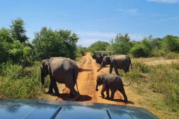 நாட்டுக்கு வந்த சுற்றுலா பயணிக்கு நேர்ந்த துயரம்
