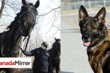 நாய், குதிரைக்கு பென்ஷன் வழங்கவுள்ள நாடு; பலரும் ஆச்சர்யம்