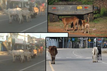 அம்பாறையில் போக்குவரத்துக்கு இடையூறாக காணப்படும் கட்டாக்காலி கால்நடைகள்