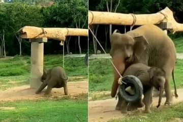 யானை குட்டியை பதறியடுத்து காப்பாற்றிய தாய் யானை... மனதை நெகிழ வைக்கும் காட்சி