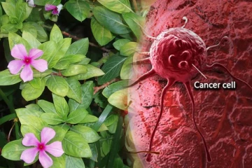 உங்கள் வீட்டில் அருகே பூத்துக் குலுங்கும் இந்த அற்புத செடி பற்றி தெரியுமா? உலகமே வியக்கும் மருத்துவம்