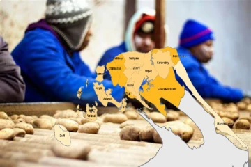 பழுதடைந்த விதை உருளைக்கிழங்குகளுக்கு பதிலாக புதிய விதை : விவசாய அமைச்சு