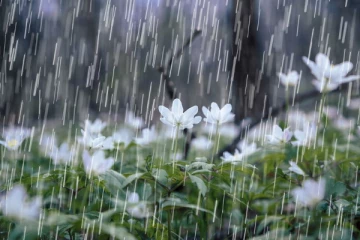 மழையுடனான வானிலை மேலும் அதிகரிக்க வாய்ப்பு!