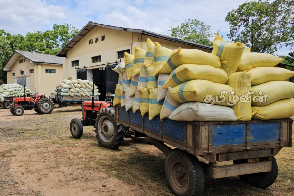 முல்லைத்தீவில் நெல் கொள்வனவு செய்யும் நடவடிக்கை ஆரம்பம் | Paddy Procurement Process Begins In Mullaitivu