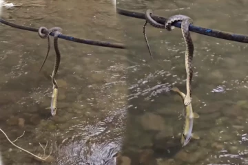 Viral Video: மீனுடன் அந்தரத்தில் தொங்கிய பாம்பு... கடைசியில் என்ன ஆச்சுனு தெரியுமா?