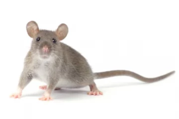 எலியை வைத்து கொரோனா வைரசை விரட்ட புதிய சிகிச்சை முறை ரெடி..!