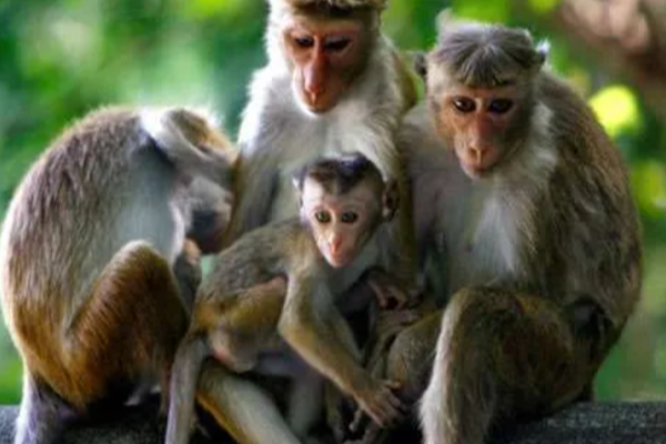 குரங்குகளுக்கிடையே Syphilis பக்டீரியா; எச்சரிக்கை தகவல் | Syphilis Bacteria Among Monkeys Srilanka