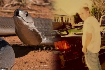 125 பாம்புகள் சூழ இறந்து கிடந்த நபர்... உயிரிழந்ததன் பின்னணியில் நிலவும் மர்மம்