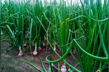 வெங்காய பயிர்ச்செய்கையை ஊக்குவிக்கும் விசேட வேலைத்திட்டம்