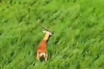 இயற்கையின் நடுவே நிற்கும் ஒற்றை மான்..... ஒரு நிமிடம் அப்படியே சிலிர்க்க வைக்கும் காட்சி