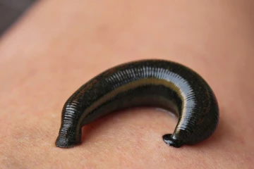 அட்டைப்பூச்சி எப்படி வலிக்காமல் ரத்தத்தை உறிஞ்சுகிறது தெரியுமா?