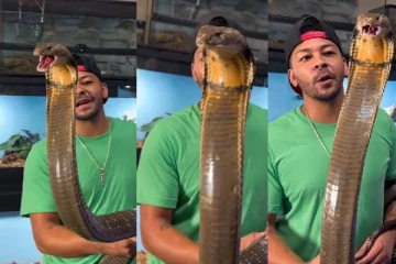 viral video: ராஜ நாகத்தை அசால்ட்டாக தூக்கி முத்தமிட்ட நபர்... பதறவைக்கும் காட்சி