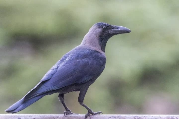 எரிபொருள் விநியோகத்திற்கு தடையான காகம் (படம்)