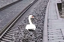 ஜேர்மனியில் மின்கம்பத்தில் சிக்கி இறந்த அன்னப்பறவைக்காக துக்கம் அனுஷ்டித்த ஜோடிப்பறவை: 20 ரயில்களை நிறுத்திய நெகிழ்ச்சி சம்பவம்