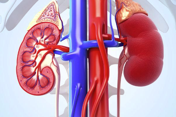 சிறுநீரகத்தை சேதப்படுத்தும் தெழில்கள் - மரணத்திற்கு வழிவகுக்குமாம் | Kidney Damage Jobs Dangerous For Kidney Health சிறுநீரகத்தை சேதப்படுத்தும் தெழில்கள் - மரணத்திற்கு வழிவகுக்குமாம் | Kidney Damage Jobs Dangerous For Kidney Health