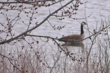 கனடாவில் பறவை காய்ச்சல் குறித்து விடுக்கப்பட்டுள்ள எச்சரிக்கை