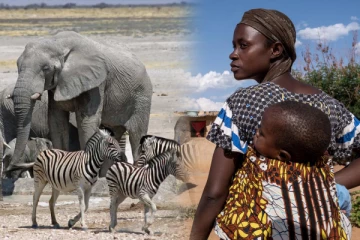 பட்டினியால் வாடும் 14 லட்சம் மக்கள் ; காட்டு விலங்குகளை கொல்ல திட்டம்