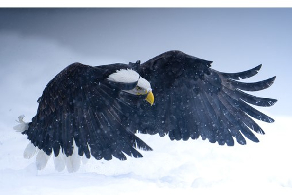 கேமராக் காதலன் - Pictures of the Year விருதை தட்டித் தூக்கிய இந்திய வம்சாவளியான Engineer | Indian Wins Natgeo Pictures Of The Year Award