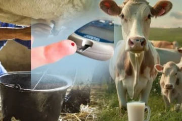 நீரிழிவு நோய்க்கு தீர்வு : இன்சுலின் உள்ள பால் சுரக்கும் பசு இனம் கண்டுபிடிப்பு