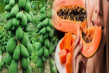 பப்பாளிப் பழத்தை விட பப்பாளி காய் சாப்பிட்டால் இத்தனை நன்மைகளா?