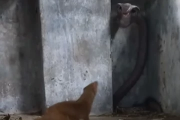 ஆக்ரோஷமாக தாக்கும் கீரி... படமெடுத்து நின்ற பாம்பு! இறுதியில் ஏற்பட்ட அதிரடி திருப்பம்!