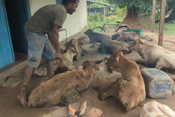 கடுமையான குளிருடனான காலநிலை - முல்லைத்தீவில் பல நூற்றுக்கணக்கான கால்நடைகள் உயிரிழப்பு!