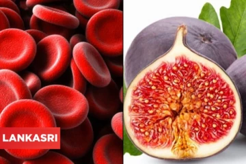 இரத்தத்தை சுத்தமாக வைத்துக்கொள்ளனுமா? இந்த இயற்கை உணவுகளை எடுத்துகோங்க !