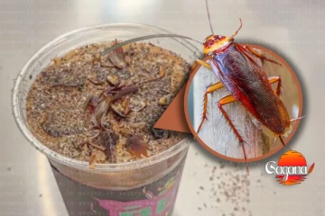 ලෝකෙම පිස්සු වට්ටපු කැරපොතු කෝපි - කෝප්පයක් රු.2000ලු