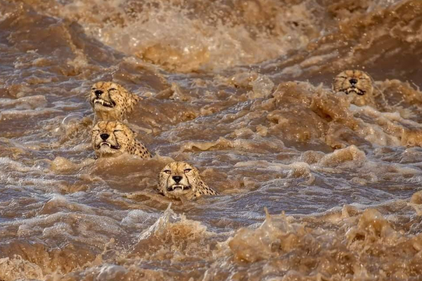 சர்வதேச ஊடகத்தில் இடம்பிடித்த இரு இலங்கையர்கள் | Two Sri Lankans Featured In The Best Wildlife