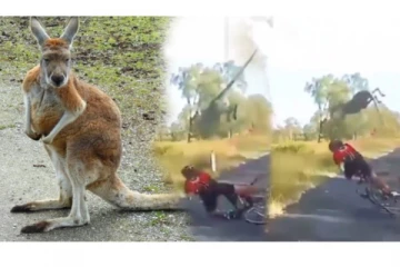 அய்யய்யோ... விழுந்துட்டாங்களா.... ரெடி ஜூட்...  எதிரே சைக்கிளில் வந்த பெண்ணை தள்ளிவிட்டு தப்பிச் சென்ற கங்காரு!