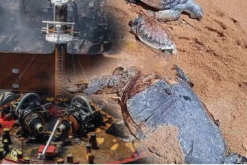 உயிரிழந்து கரை ஒதுங்கும் ஆமைகள் - வெளியானது காரணம்