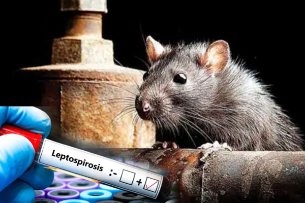 யாழில் பரவும் எலிக்காய்ச்சல் ; மக்களுக்கு விடுத்துள்ள எச்சரிக்கை | Rat Fever Spreading In Jaffna Warning The Public