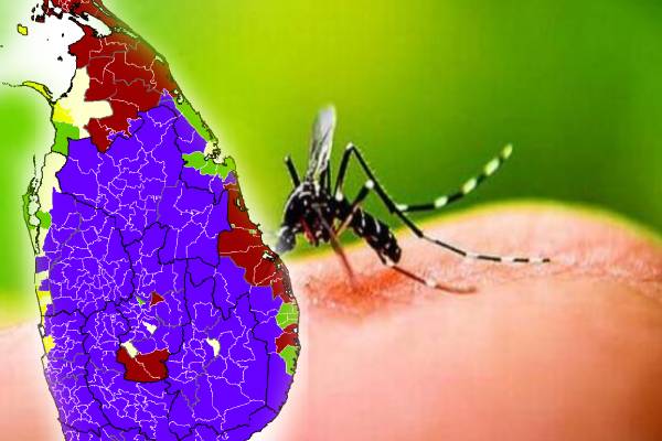 வவுனியாவில் டெங்கு நோயாளர்கள் அடையாளம் | Identification Of Dengue Patients In Vavuniya