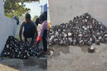 கிழக்கு மாகாணத்தில் அதிகளவில் விற்பனையாகும் இரத்த மட்டி!