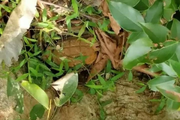 மட்டக்களப்பில் கைக்குண்டு கண்ணிவெடி மீட்பு(Photo)