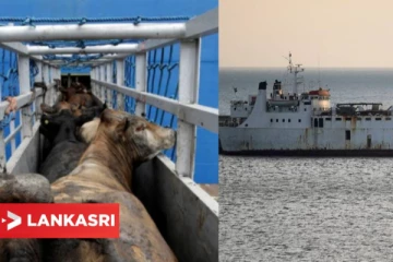 2 மாதங்களாக கடலில் சுற்றி திரிந்த கப்பல்! உள்ளிருந்த 895 உயிர்கள்... புகைப்படங்களுடன் வெளியான முழு தகவல்