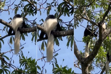 Viral video: இயற்கை பிரமிக்கும் அழகில் வெள்ளை வாலில் வித்தியாசமான விலங்கு வீடியோ