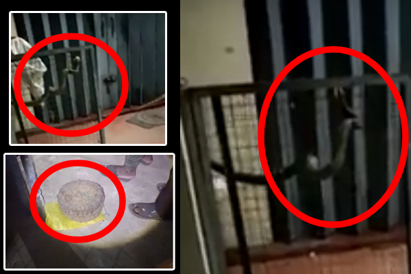 வங்கிக்கு வந்த அழையா விருந்தாளியால் பரபரப்பு; அஞ்சி ஓடிய ஊழியர்கள்! | An Uninvited Guest Came Bank Creates Excitement